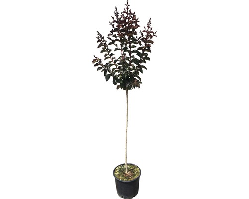 Toskana-Flieder, Indischer Flieder Halbstamm Lagerstroemia indica 'Rhapsody' Stammhöhe 80-100 cm Co 7,5 L