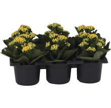 Ensemble de plantes florissantes Kalanchoe 'Don Amarillo' pot de Ø 7 cm 6 pces jaune-thumb-0