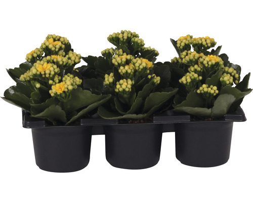 Ensemble de plantes florissantes Kalanchoe 'Don Amarillo' pot de Ø 7 cm 6 pces jaune-0