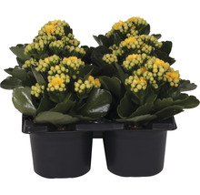 Ensemble de plantes florissantes Kalanchoe 'Don Amarillo' pot de Ø 7 cm 6 pces jaune-thumb-1