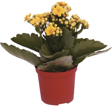 Ensemble de plantes florissantes Kalanchoe 'Don Amarillo' pot de Ø 7 cm 6 pces jaune-thumb-2