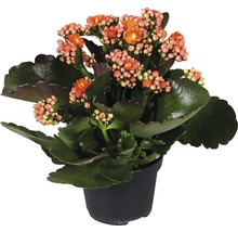 Kalanchoé de Blossfeld en pot