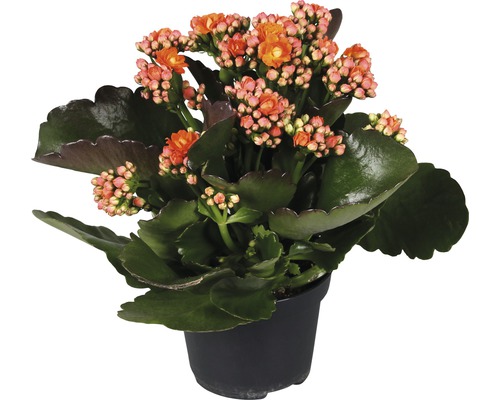 Kalanchoé de Blossfeld Kalanchoe blossfeldiana H 20-25 cm pot Ø 12 cm