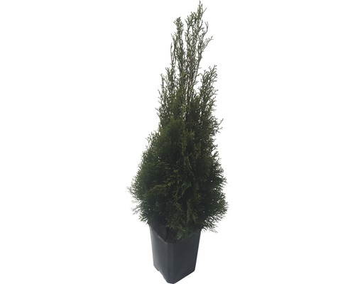 Thuja im Topf