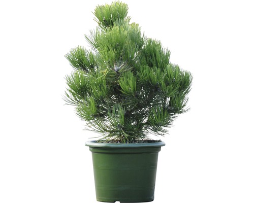 Zwergkiefer Botanico Pinus leucodermis 'Compact Gem' H 50-60 cm Co 15 L