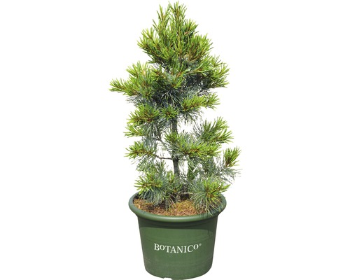 Blaue Mädchenkiefer Botanico Pinus parviflora 'Blauer Engel' H 60-70 cm Co 15 L