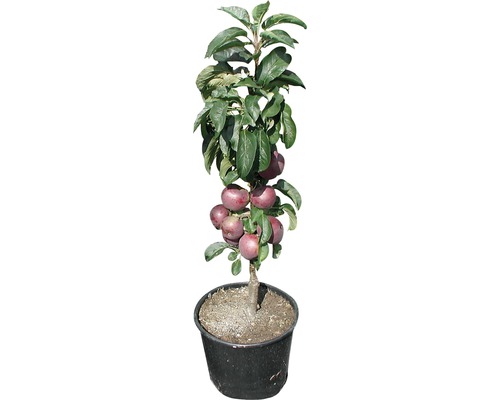 Pommier en pot avec pommes et feuilles