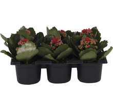 Ensemble de plantes florissantes Kalanchoe 'Don Justino' pot de Ø 7 cm 6 pces rouge-thumb-0