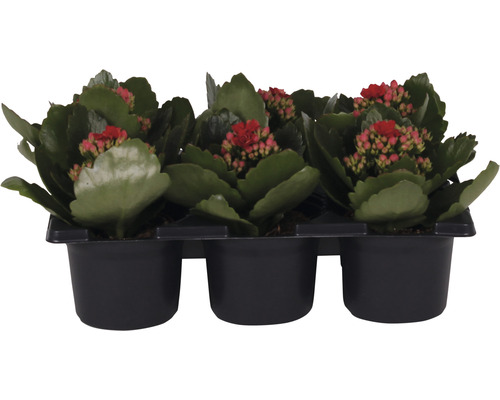 Ensemble de plantes florissantes Kalanchoe 'Don Justino' pot de Ø 7 cm 6 pces rouge-0