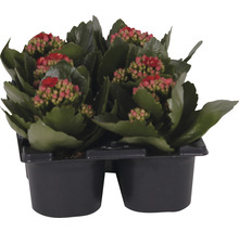 Ensemble de plantes florissantes Kalanchoe 'Don Justino' pot de Ø 7 cm 6 pces rouge-thumb-1