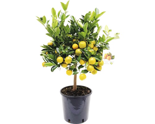 Oranger nain arbuste Citrofortunella mitis pot Ø 21 cm