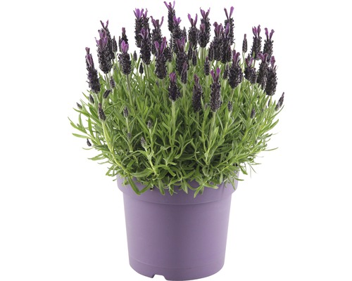 Schopflavendel FloraSelf Lavandula stoechas 'Anouk' H 35-40 cm Ø 19 cm Topf