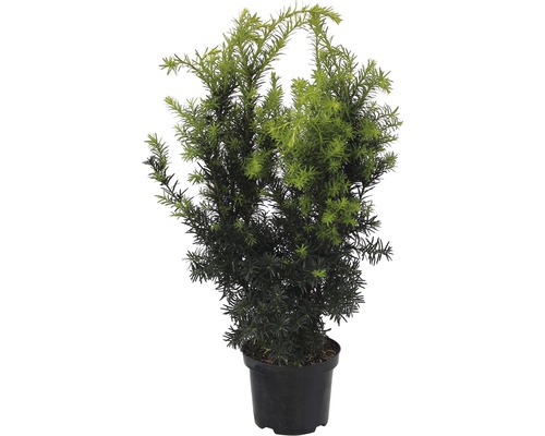 If dans un pot pour le jardin