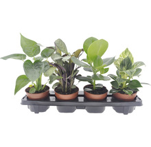 Plateau avec quatre plantes d''intérieur en pot