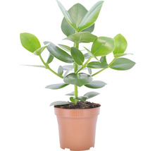 Plante d''intérieur Peperomia obtusifolia en pot