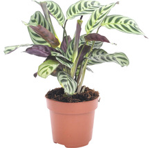 Plante priante en pot