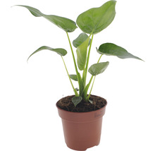 Plante d''intérieur en pot