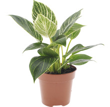 Philodendron Birkin plante d''intérieur en pot