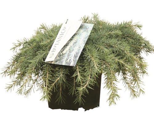 Cèdre bleu de l'Himalaya Botanico Cedrus deodara 'Feelin Blue' H 25-30 cm Co 3,5 l Cyprès rampant nain en pot