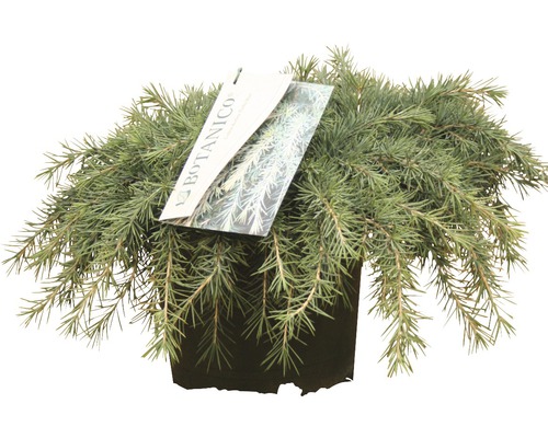 Cèdre bleu de l'Himalaya Botanico Cedrus deodara 'Feelin Blue' H 25-30 cm Co 3,5 l