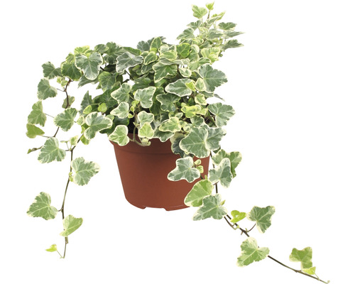 Efeu im Topf mit grün-weissen Blättern