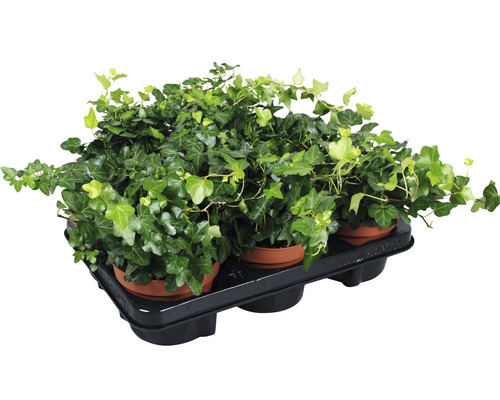 Pflanzen-Set Efeu grün Hedera helix 'Wonder' Ø 13 cm Topf 6 Stk.