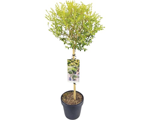 Buis boule en pot