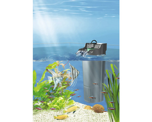 Filtre intérieur pour aquarium Tetratec EasyCrystal Filter 250 Aquarium avec filtre interne, poissons et plantes