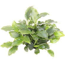 Schismatoglottis prietoi