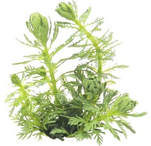 Guyana-Tausenblatt - Myriophyllum spec. `Guayana`