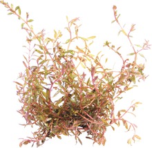 Rundblättrige Rotala - Rotala spec. `H`Ra
