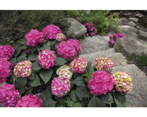 Hortensia Endless Summer® rouge Hydrangea macrophylla 'Summer Love' h 20-35 cm Co 5 L hortensia boule à floraison fréquente