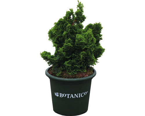 Petit cyprès du Japon Botanico Chamaecyparis obtusa 'Nana Gracilis' h 25-30 cm Co 6 L Chamaecyparis obtusa Nana Gracilis en pot