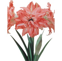 Amaryllis avec des fleurs rayées