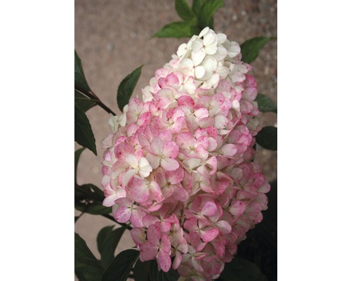 Hortensia paniculé Hydrangea paniculata 'Vanille Fraise' h 100-125 cm Co 18 l ´dition 30 ans FloraSelf