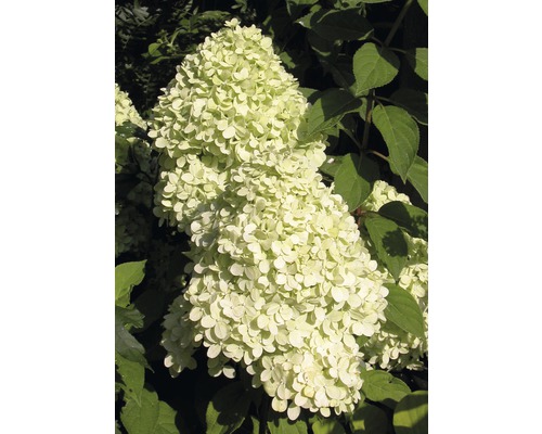 Hortensia paniculé Hydrangea paniculata 'Magical Candle' ® h 100-125 cm Co 18 l édition 30 ans FloraSelf