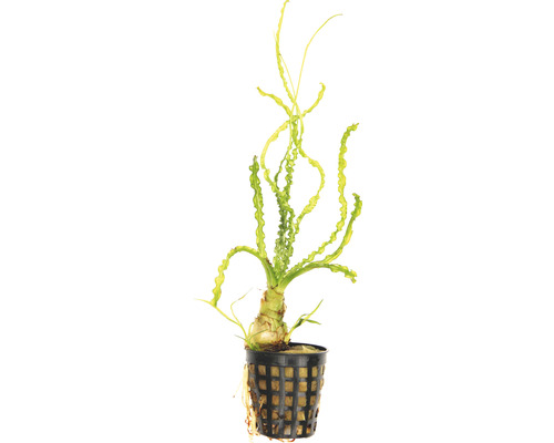 Aponogeton crispus en pot