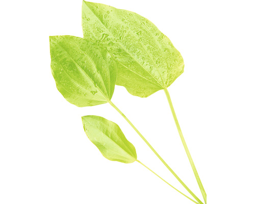 Trois feuilles vertes de sagittaire