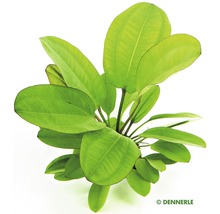 Plante épée petit ours