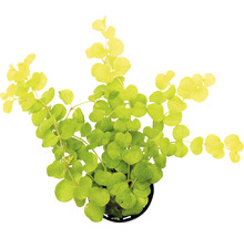 Grüne Lysimachia nummularia Pflanze im Topf