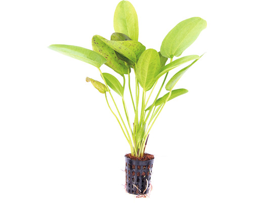 Plante d''aquarium Echinodorus en pot