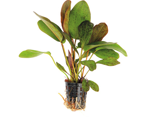 Aquariumpflanze im Topf