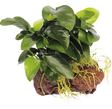 Anubias nana naine sur pierre env. 13 x 9 x 11 cm