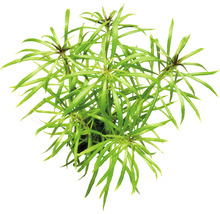 Sternrotala grob - Pogostemon stellatus spec.