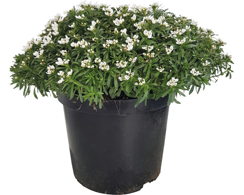 Immergrüne Schleifenblume FloraSelf Iberis sempervirens 'Fischbeck' H 5-20 cm Co 5 L Schirmkresse im Topf mit weißen Blüten