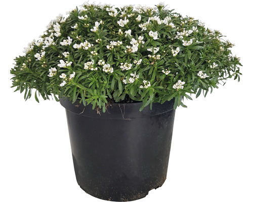 Ibéris persistant FloraSelf Iberis sempervirens « Fischbeck » H 5-20 cm Co 5 L