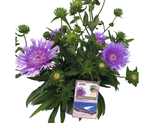 Aster centaurée FloraSelf Stokesia laevis 'Mega Mels'® h 10-60 cm pot Ø 27 cm Aster avec des fleurs violettes et des feuilles vertes