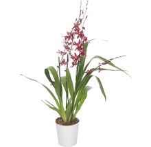 Orchidée Cambria FloraSelf Cambria 'Barocco' h 45-60 cm pot Ø 12 cm 4 panicules-thumb-0