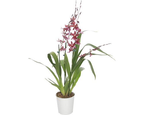 Orchidée Cambria FloraSelf Cambria 'Barocco' h 45-60 cm pot Ø 12 cm 4 panicules-0