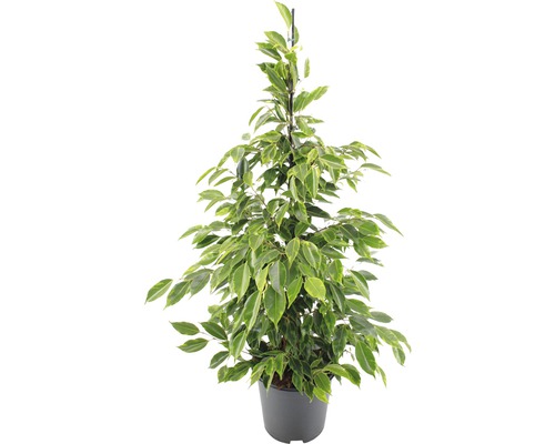 Figuier pleureur FloraSelf Ficus benjamina 'Anastacia' H 80-100 cm pot Ø 21 cm Ficus benjamina en pot